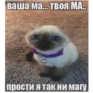 🥺 emoji милые котята Telegram sticker 11 of 47