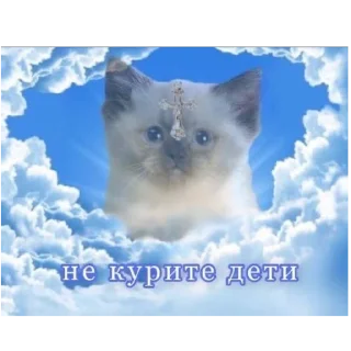 🚬 emoji милые котята Telegram sticker 18 of 47