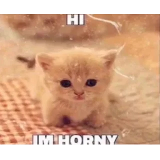 🥵 emoji милые котята Telegram sticker 16 of 47