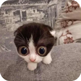 😨 emoji Д-данечка Telegram sticker 16 of 52