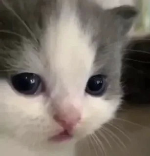 😣 emoji муд : Telegram sticker 23 of 93