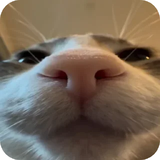 😚 emoji Д-данечка Telegram sticker 22 of 52