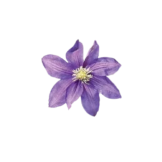 🌟 emoji @oshi_nokosi | @so3queen Telegram sticker 7 of 39