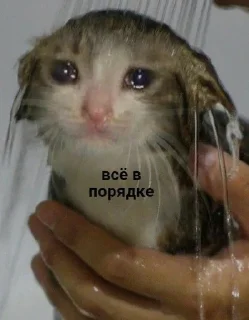 🥲 emoji с котиками Telegram sticker 8 of 22