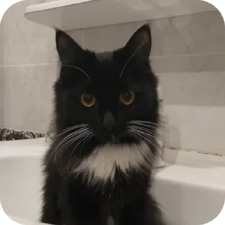 🐱 emoji какие-то пнг Telegram sticker 10 of 72