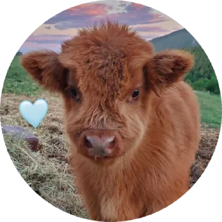 Sticker from cow