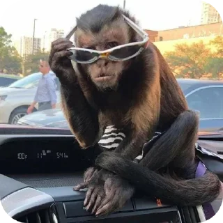 🚗 emoji бибизяны-обезьяны Telegram sticker 10 of 19