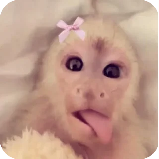 👅 emoji бибизяны-обезьяны Telegram sticker 18 of 19