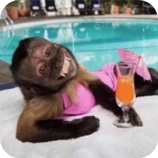 🥂 emoji бибизяны-обезьяны Telegram sticker 13 of 19