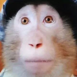 Sticker from monkeys