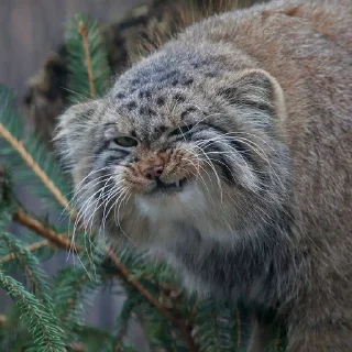 😠 emoji Manul Telegram sticker 21 of 71