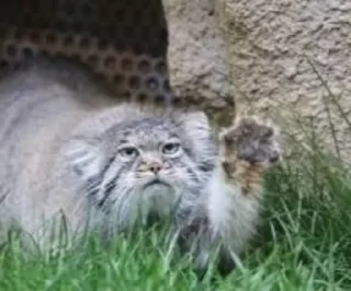 🙁 emoji Manul Telegram sticker 7 of 71