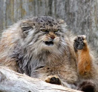 😠 emoji Manul Telegram sticker 6 of 71