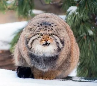 😕 emoji Manul Telegram sticker 11 of 71