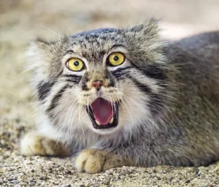 😲 emoji Manul Telegram sticker 8 of 71