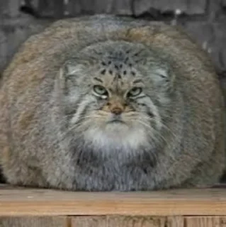 🍽 emoji Manul Telegram sticker 10 of 71