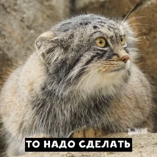 Sticker from Manul
