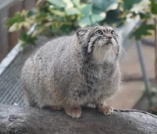 🌟 emoji manul Telegram sticker 13 of 13