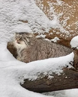 🌟 emoji manul Telegram sticker 7 of 13