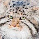 😼 emoji Manul Telegram sticker 18 of 38