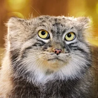🌟 emoji manul Telegram sticker 11 of 13