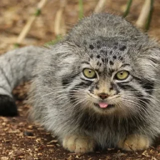 😛 emoji Manul Telegram sticker 20 of 71
