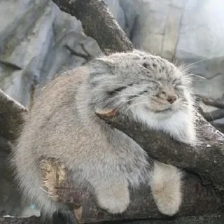 😴 emoji Manul Telegram sticker 13 of 71