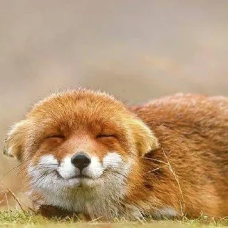 Sticker from лиси🦊