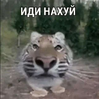 Sticker from tiktok pics