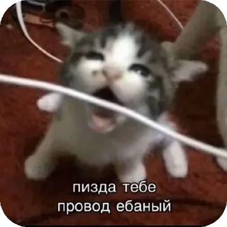 Sticker from писи