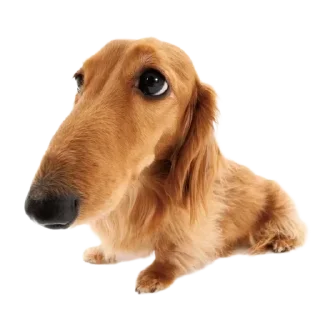 Sticker from dog
