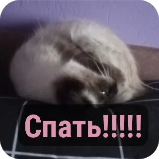 Sticker from Пушка💗-🔫