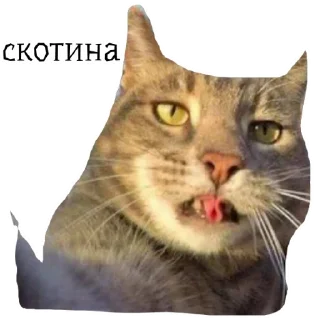 Sticker from catrp