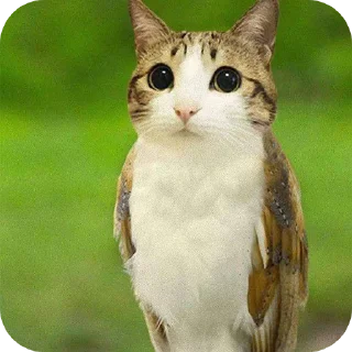 🐱 emoji Фанати пяток 🥺🥺🥺🥺 Telegram sticker 5 of 18