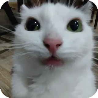 🐱 emoji Кот ➡️ @Ctikerubot Telegram sticker 5 of 12