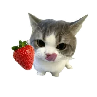 Sticker from qeueioph
