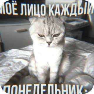 🐱 emoji ДИПИНСЦ 💥 Telegram sticker 11 of 48