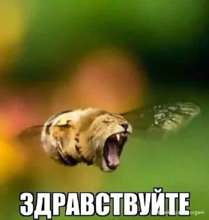 🌟 emoji гриль черемша кактус Telegram sticker 16 of 72