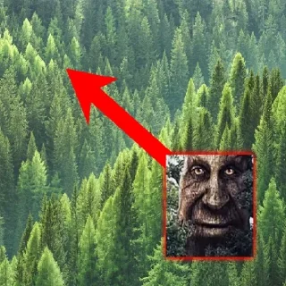 🌳 emoji Дуб🌳 Telegram sticker 15 of 25