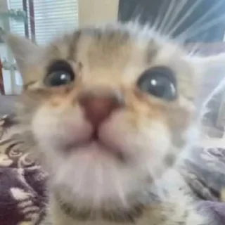 😺 emoji котяра сникерс Telegram sticker 13 of 33