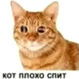 Sticker from кот спит