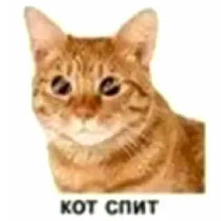 Sticker from кот спит