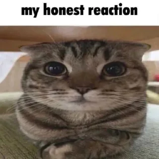 🌟 emoji бирха блэк мырза Telegram sticker 18 of 66