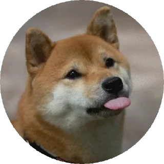 Sticker from Shiba @stickersb2b