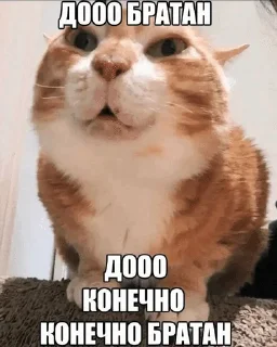 🌟 emoji отказано Telegram sticker 5 of 49