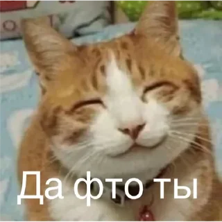 Sticker from Местные кошары