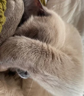 🤦‍♀️ emoji чами лучший котик Telegram sticker 13 of 35