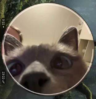 🤥 emoji чами лучший котик Telegram sticker 14 of 35