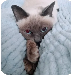 🤲 emoji чами лучший котик Telegram sticker 24 of 35