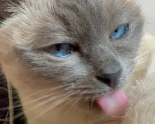 👅 emoji чами лучший котик Telegram sticker 8 of 35